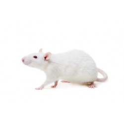 Ratas grandes (250 - 350 g)