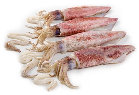 Squid strips - Block - 20 cm