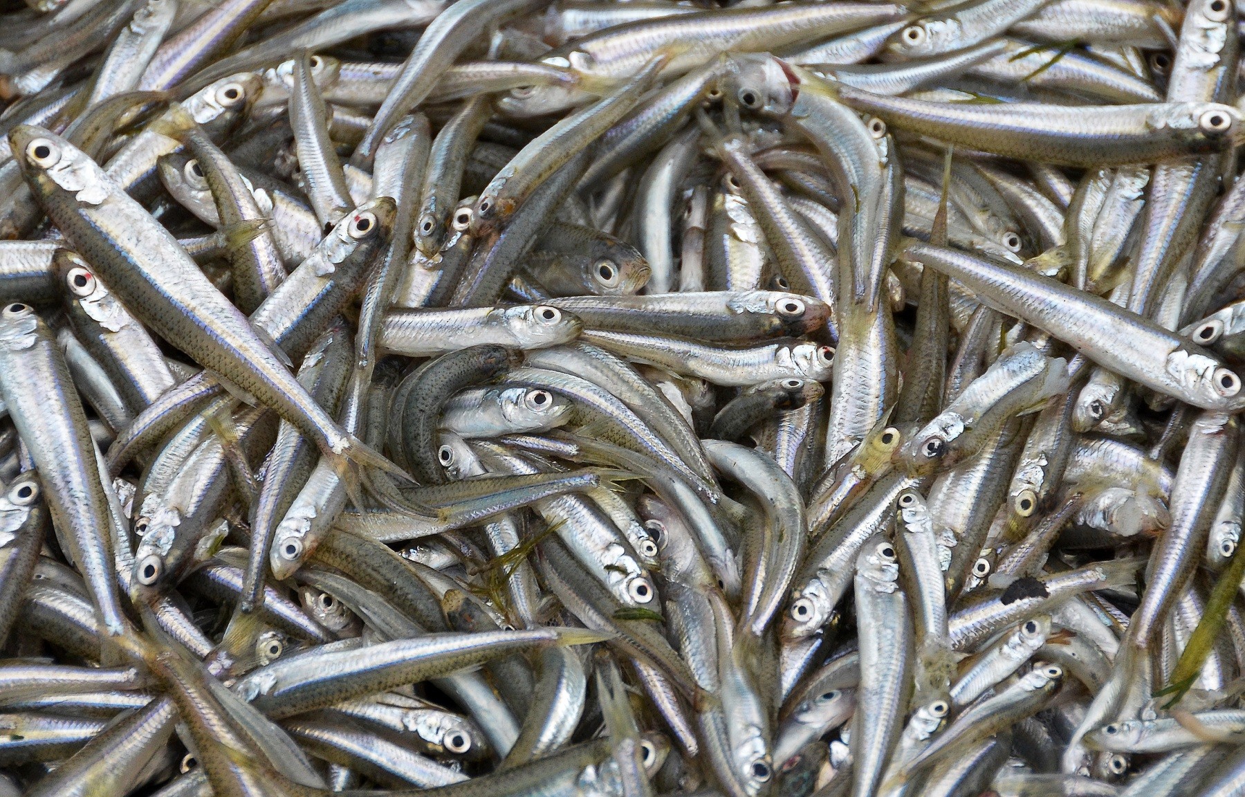 Smelt - IQF - 5-7 cm -...