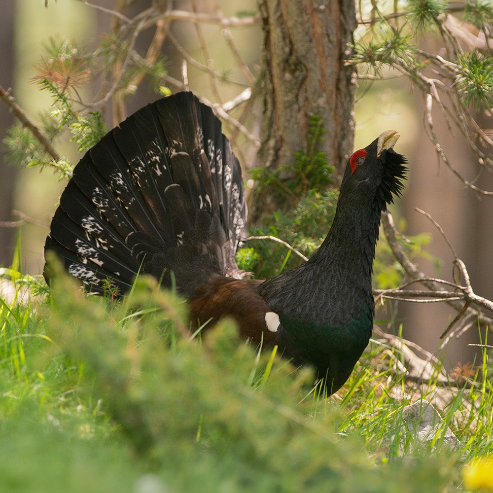 Grouse pellet