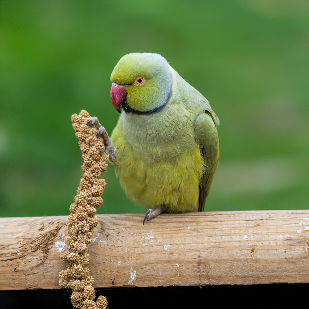 Millet Rouge