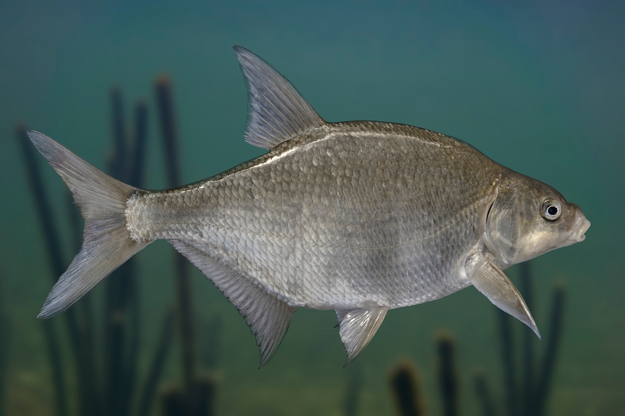 Bream - Block - >30 cm -...