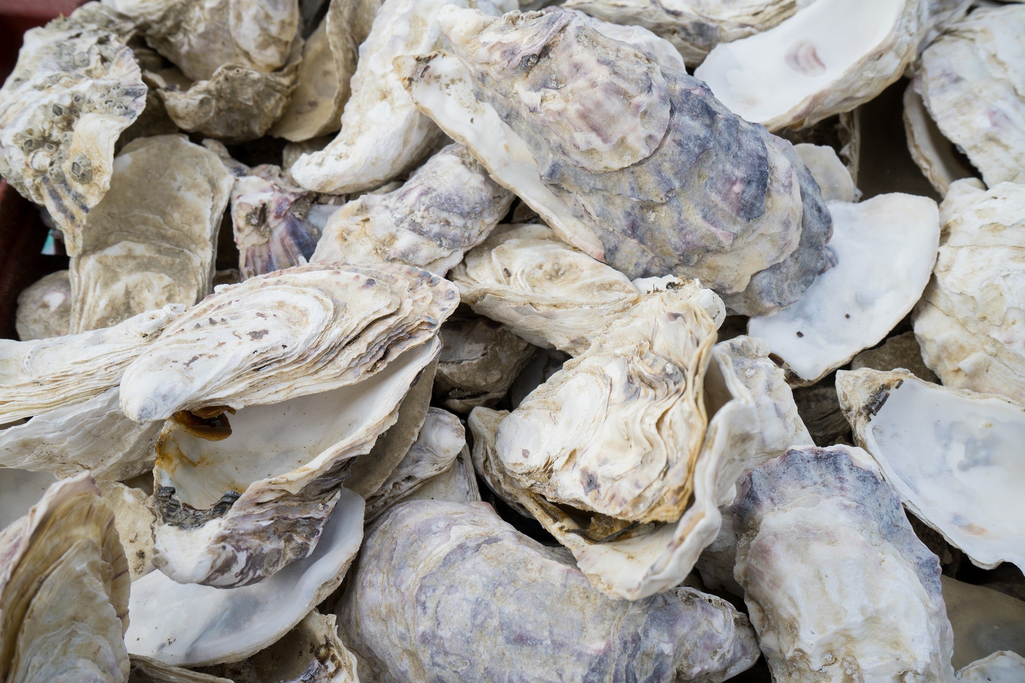 Coquilles d'Huiîre