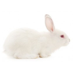 Conejos grandes (4 kg aprox. reproductores)