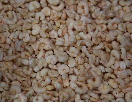 Peeled cooked shrimp - IQF...