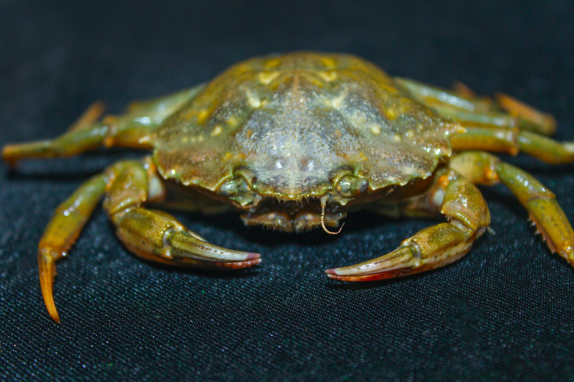 Crabe vert - IQF