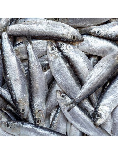 Sprat - IQF - 8-12 cm - 80/100 ppk