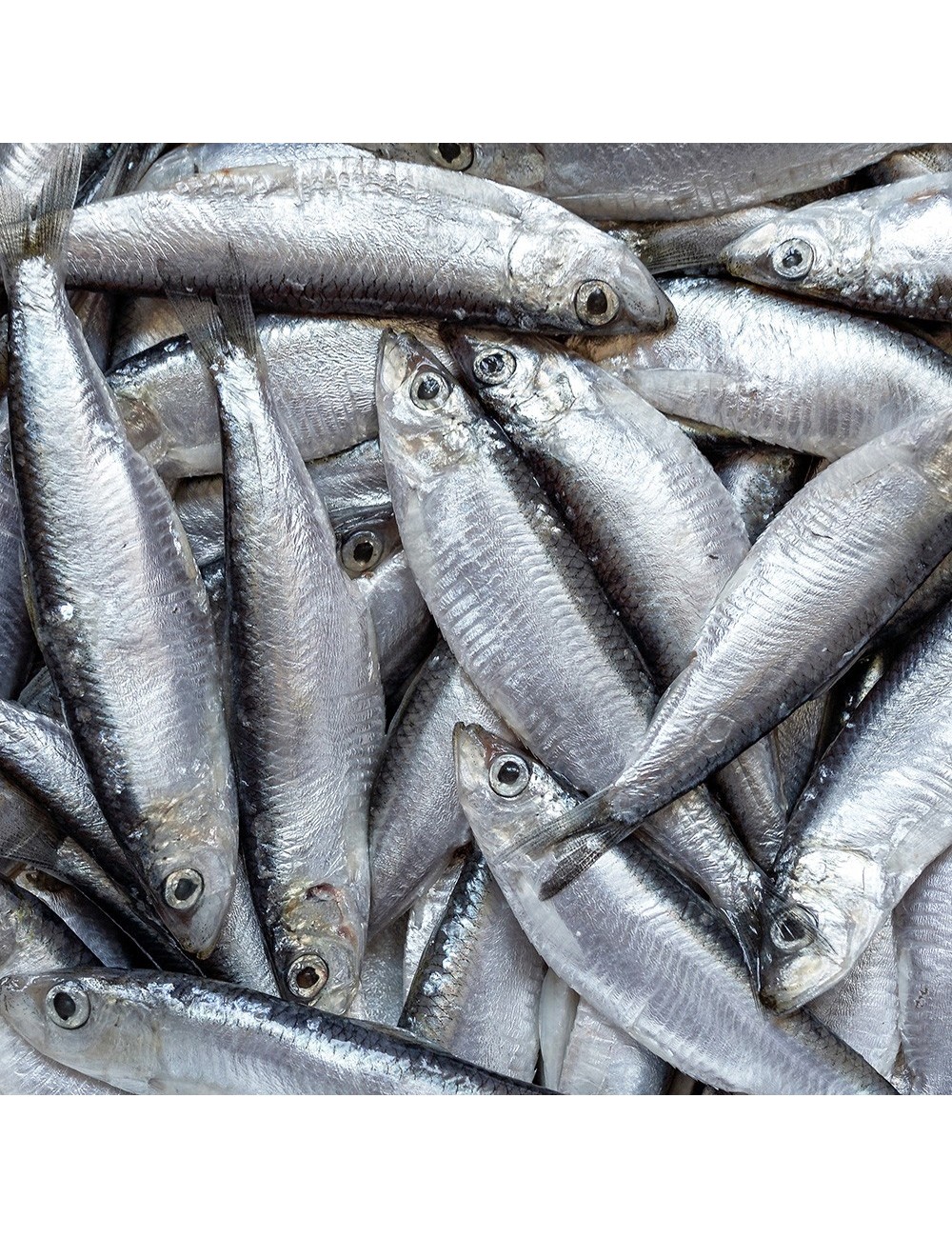 Sprat - IQF - 8-12 cm - 80/100 ppk