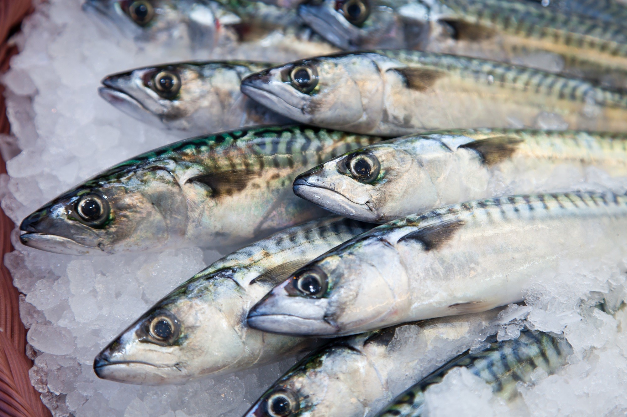 Mackerel - IQF - 18-23 cm -...