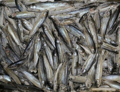 Young Trout - Block - 20 g