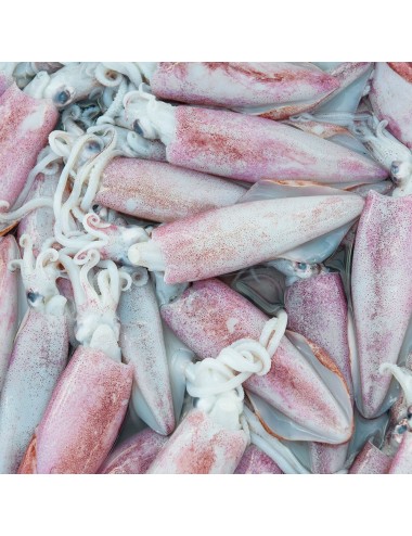 Whole Squid - Block - 10/20 ppk
