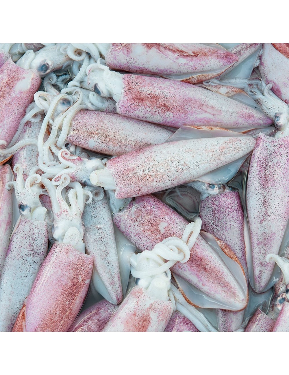 Jumbo Squid - Block - 2.5 kg