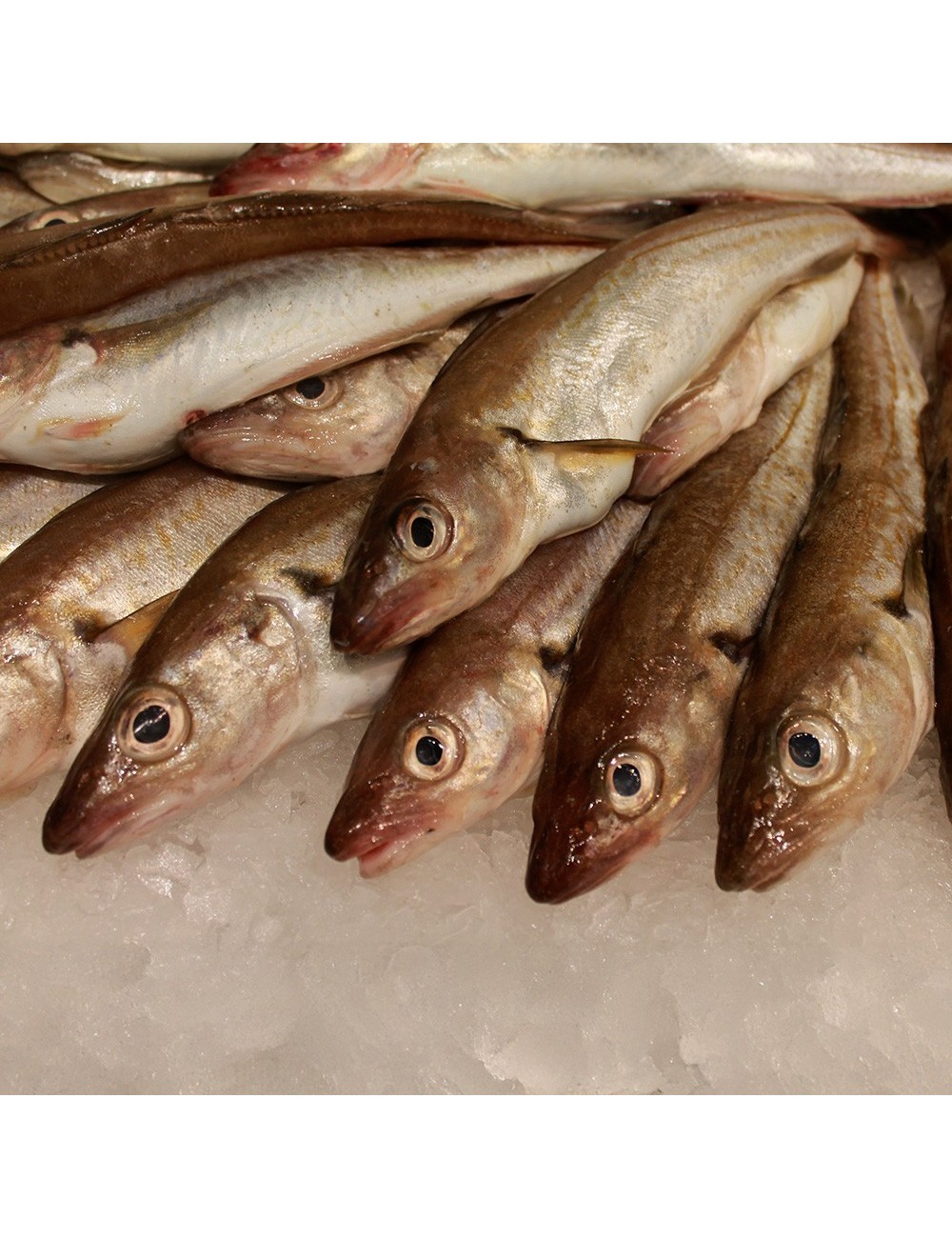 Whiting - Block - +20 cm - 10/12 ppk
