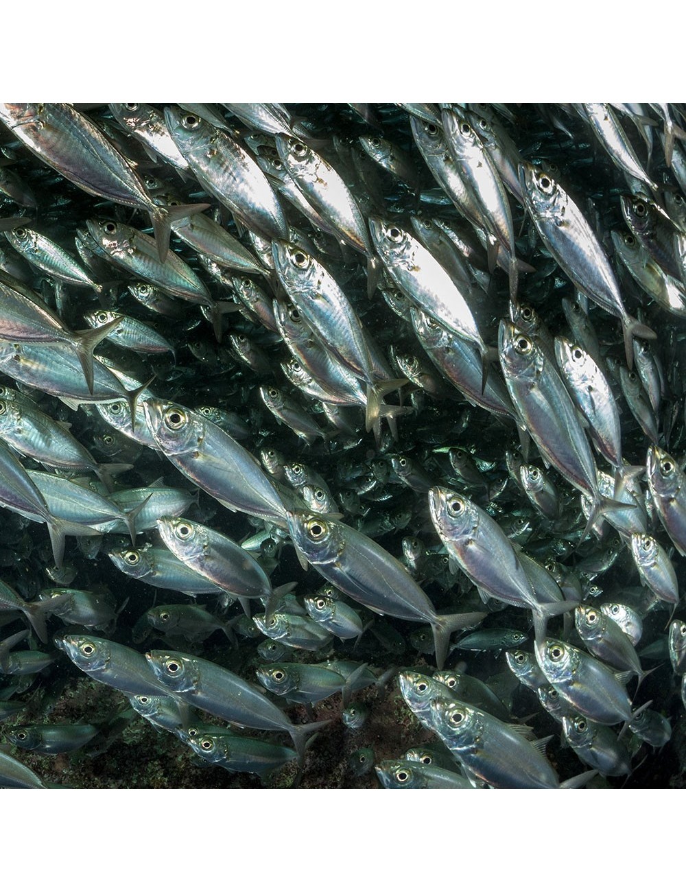Sardine - IQF - 15-20 cm - 15/20 ppk
