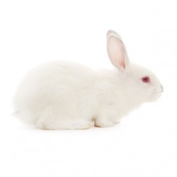 Conejos pequeños (1.5 kg aprox)