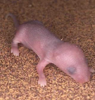 Bébé rat IQF environ 5-8 g