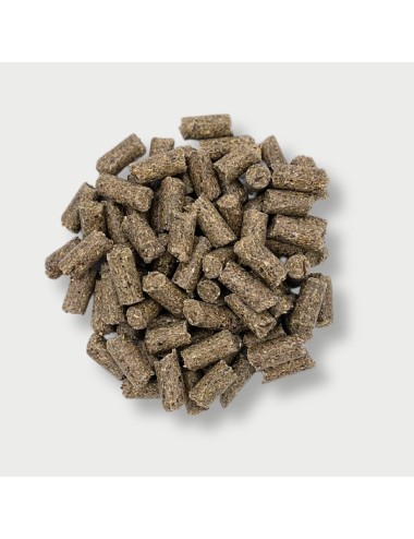 Grazer Premium (P)