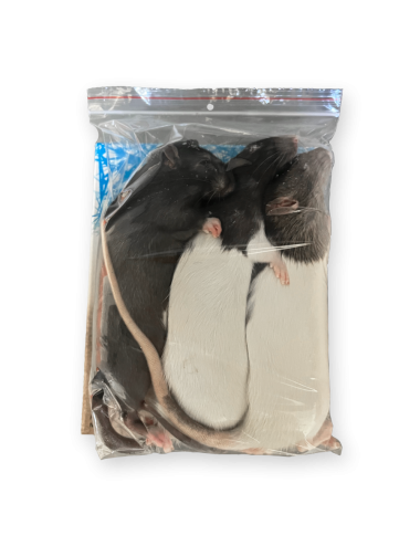 Rat - IQF - +251 g