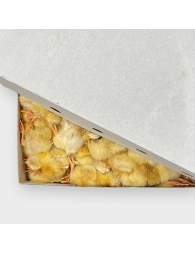 Day-old chick - IQF - 10 kg