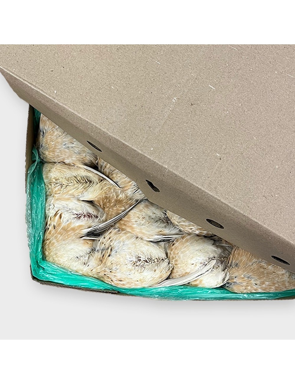 Small Ex-layer Quail - IQF - 180-220 g