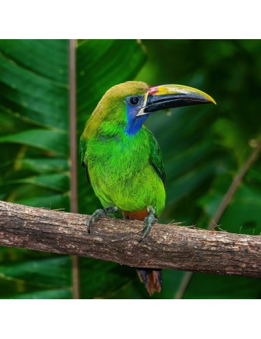 Oiseau Frugivore (E)