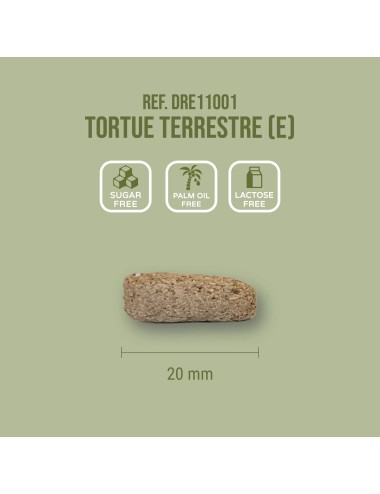 Tortue Terrestre (E)