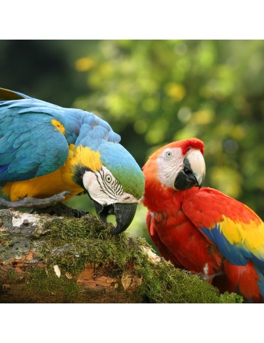 Parrot Fruit (E) - 3kg