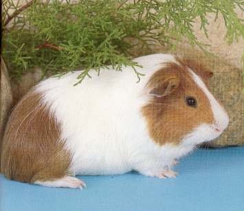 Guinea Pig - IQF < 500 g