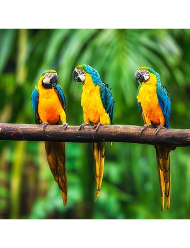 Loro Natural+ (E)
