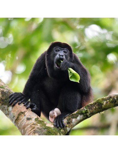 Leaf-eating Primate Fiber+ (P)