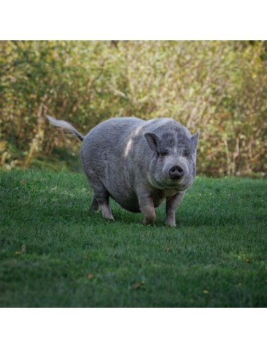 Mini Pig Active Adult