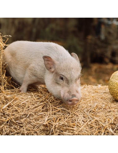 Mini Pig Mature Maintenance