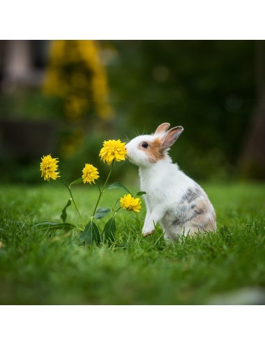 Timothy-Hay Based Rabbit Diet