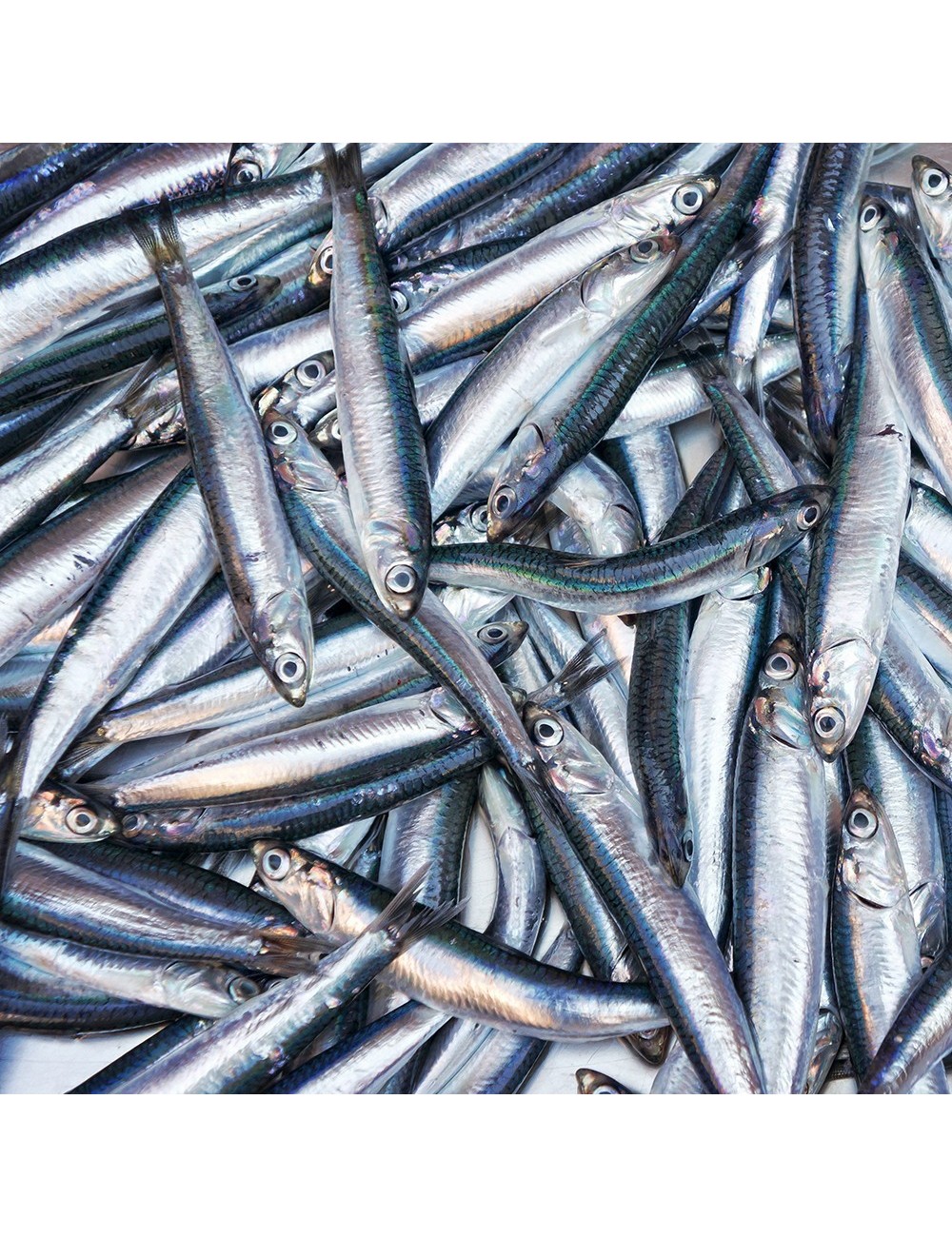 Anchovy - IQF - 50/80 ppk