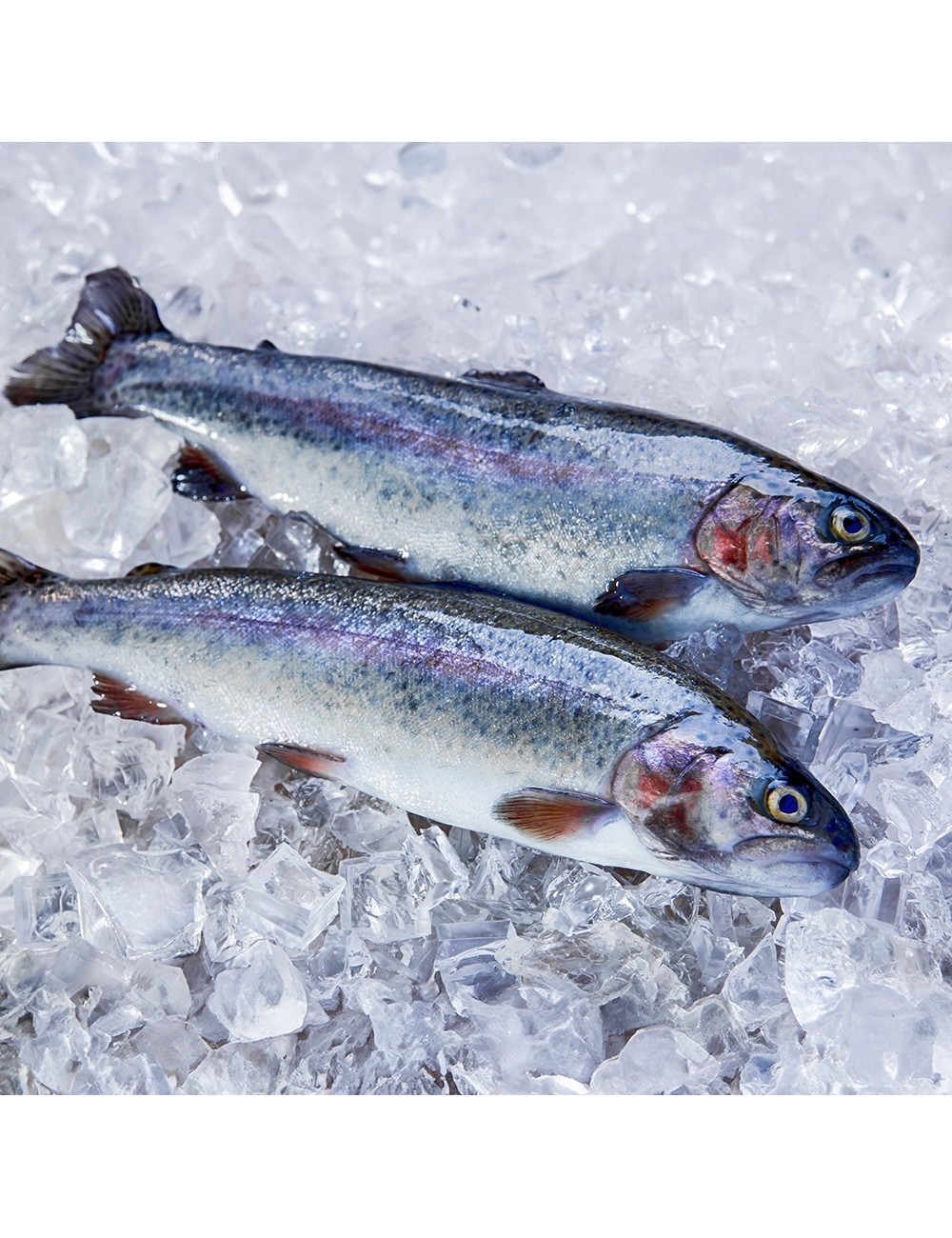 Gutted trout - IQF - 200-400 g