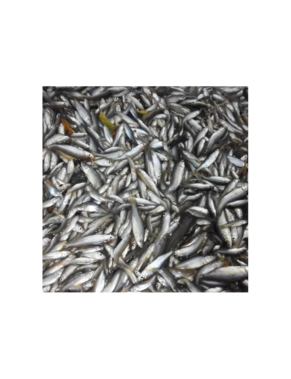 Mezcla pescado agua dulce - Bloque - +15 cm