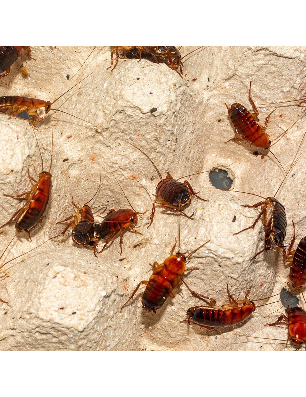 Adult Red Runner Cockroaches - Live - x40/50