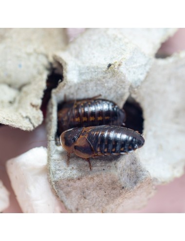 Adult Dubia Cockroaches - Live - x10