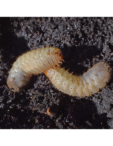 Sun beetle larvae - Live - x100
