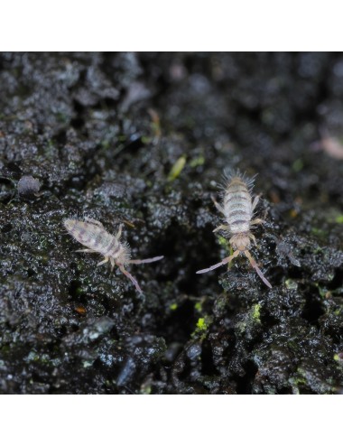 Springtails - Live - 0.5 L