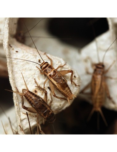 House Crickets - Small - Live - x65