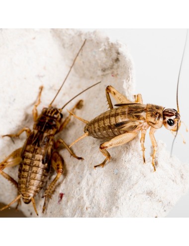 Jamaican field cricket - Subadults - Live - x350