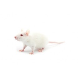 Ratas pequeñas (50 - 100 g)