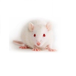 Ratónes jóvenes (12 - 22 g aprox.)