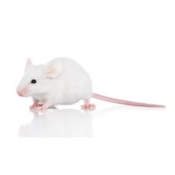 Ratones adultos (23 - 30 g aprox.)