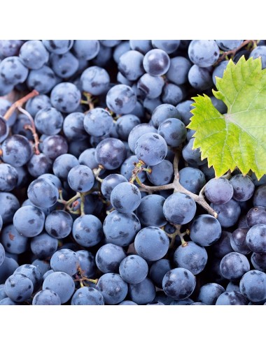 Raisin bleu - égrappé - IQF