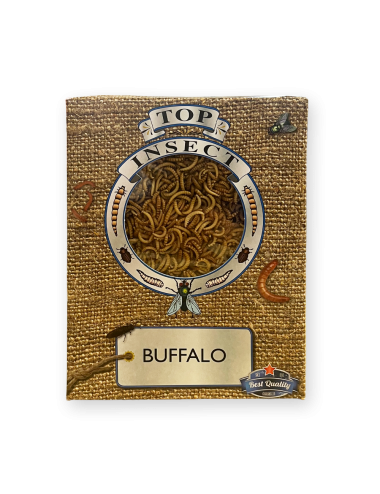 Larve de Buffalo - IQF