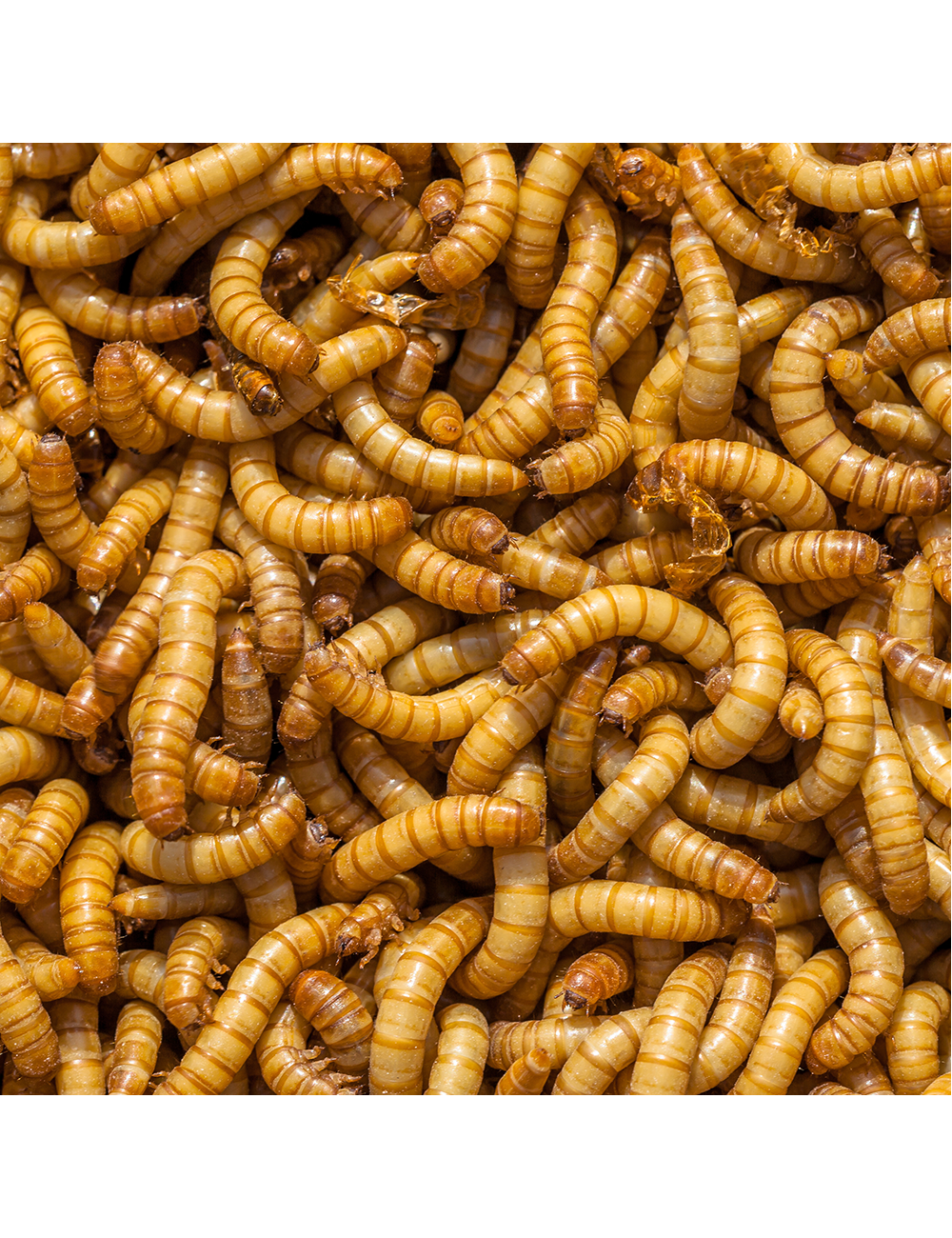 Mealworm - IQF - 10 kg