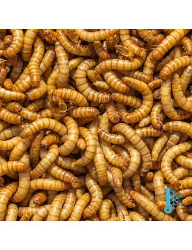 Mealworms - IQF - 10 kg