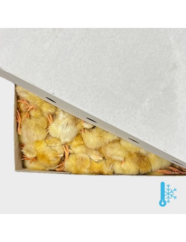 Poussin d'un jour - IQF - 10 kg